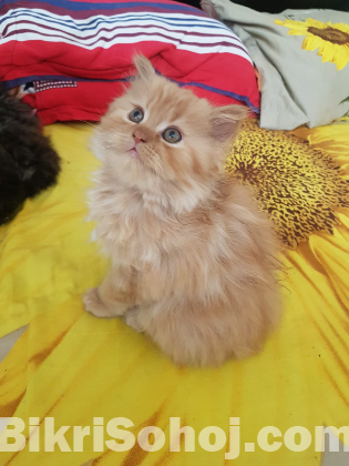 Pure Persian male kittens